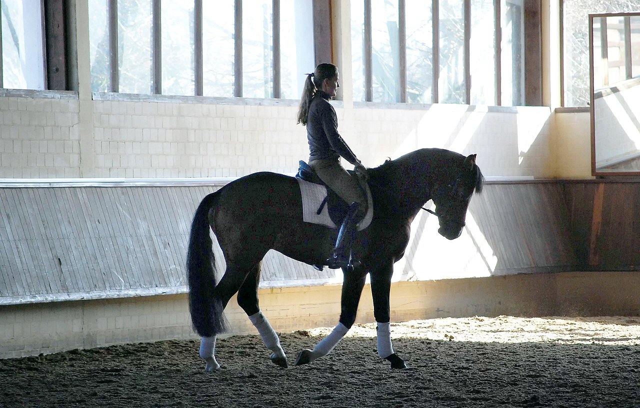 Reiterin auf einem Pferd in der Reithalle mit Bio-Naturfaser Vlieshäcksel auf dem Reitboden